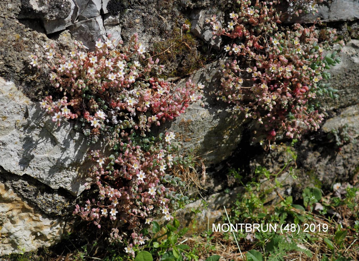 Stonecrop, Thick-leaved plant